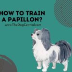 How to Train a Papillon?
