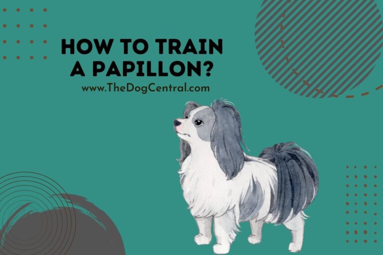 how to train a Papillon