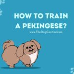 How to Train a Pekingese?