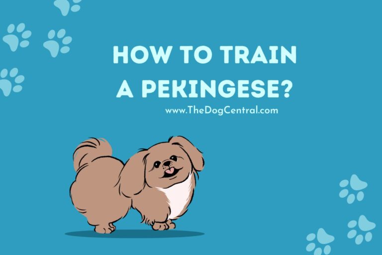 how to train a Pekingese