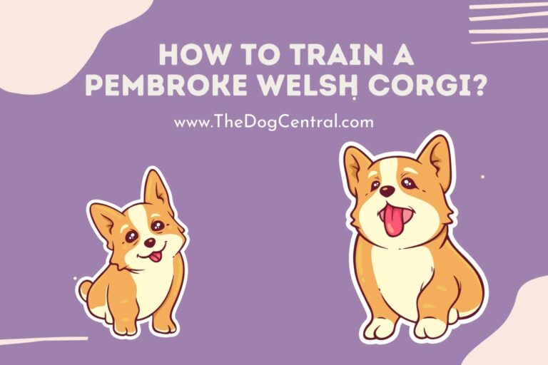 how to train a Pembroke Welsh Corgi
