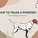 How to Train A Pointer?