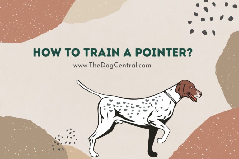 how to train a Pointer