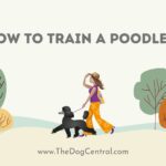 How to Train a Poodle?