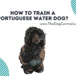 How to Train a Portuguese Water Dog Puppy?