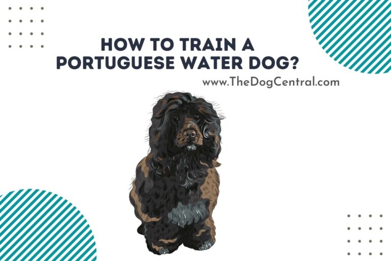 how to train a Portuguese Water Dog