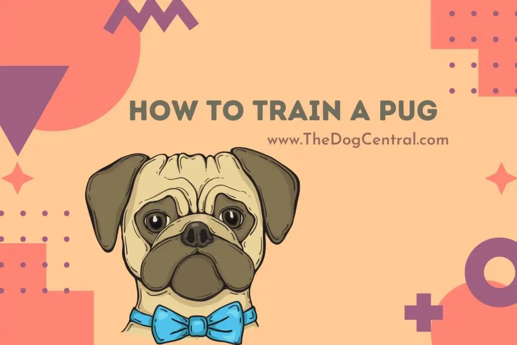 How To Train A Pug? | The Dog Central