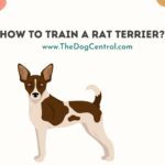 How to Train a Rat Terrier?