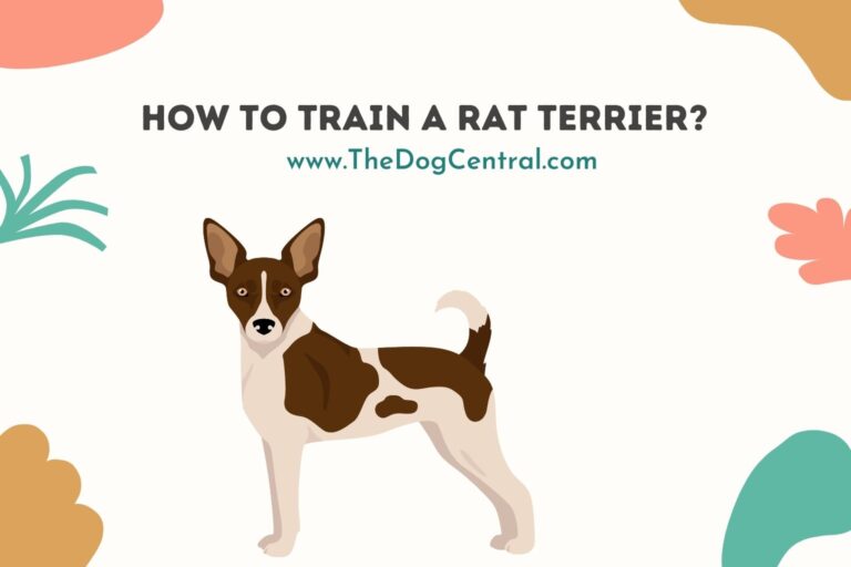 how to train a Rat Terrier