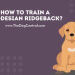 How to Train a Rhodesian Ridgeback?