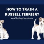 How to Train a Jack Russell Puppy?