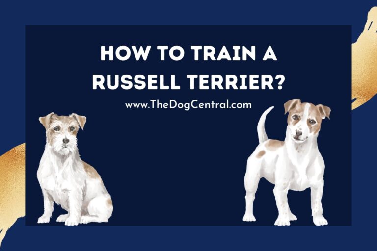 how to train a Russell Terrier