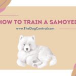 How to Train a Samoyed?