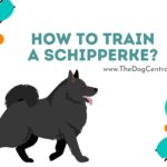 How to Train a Schipperke?