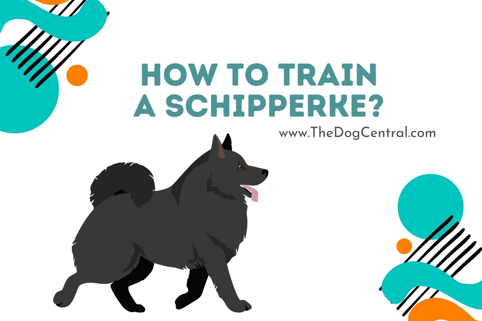 how to train a Schipperke