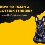 How to Train a Scottish Terrier?