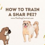 How to Train a Shar Pei?