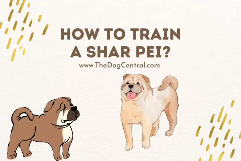 how to train a Shar Pei