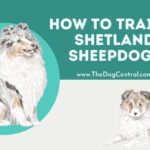 How to Train a Shetland Sheepdog?