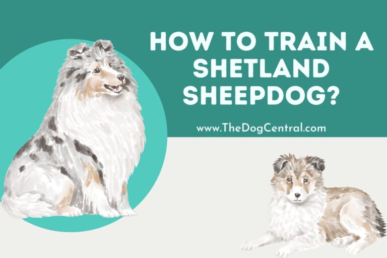 how to train a Shetland Sheepdog
