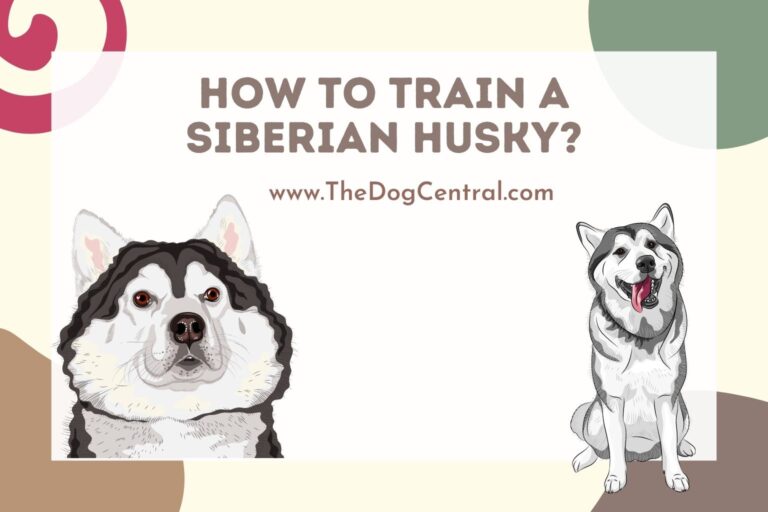 how to train a Siberian Husky