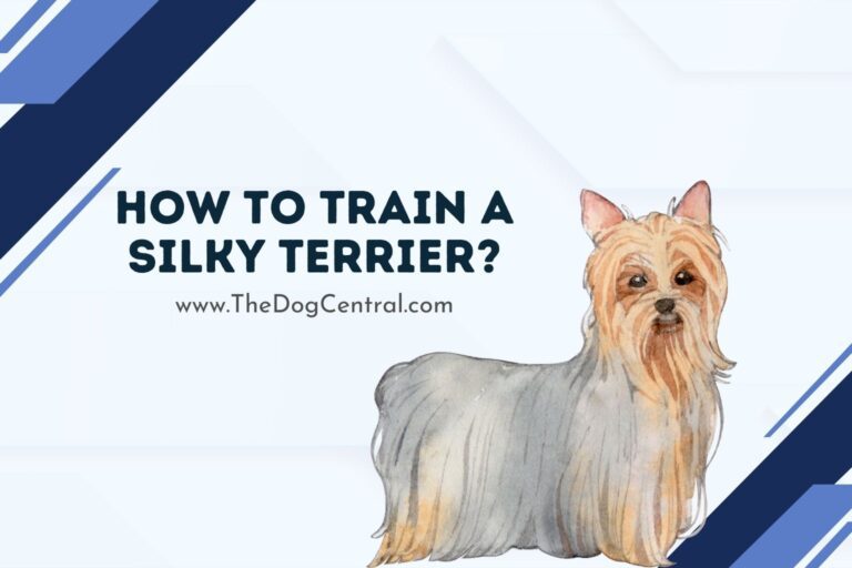 how to train a Silky Terrier