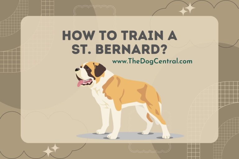 how to train a St. Bernard