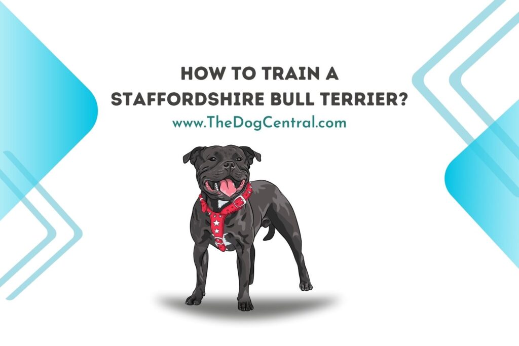 How to Train a Staffordshire Bull Terrier Puppy The Dog Central