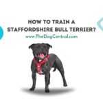 How to Train a Staffordshire Bull Terrier Puppy