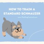 How to Train a Standard Schnauzer Puppy?