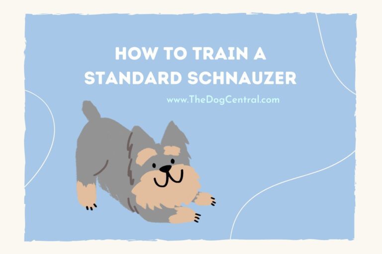 how to train a Standard Schnauzer