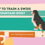 How to Train a Swiss Mountain Dog?