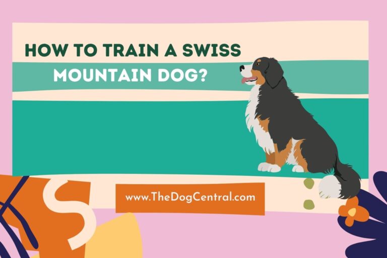 how to train a Swiss Mountain Dog