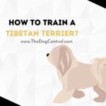 How to Train a Tibetan Terrier?