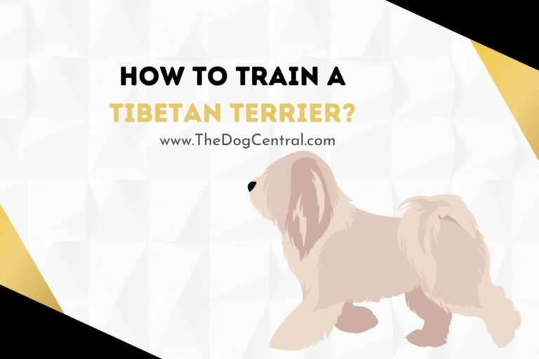 how to train a Tibetan Terrier