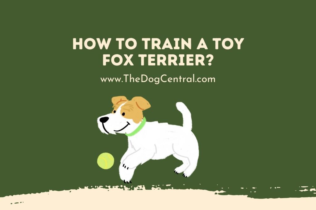 How to Train a Toy Fox Terrier? The Dog Central