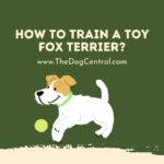 How to Train a Toy Fox Terrier?