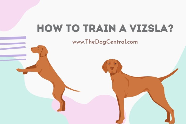 how to train a Vizsla