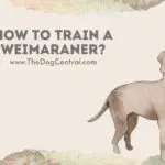 How to Train a Weimaraner?