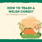 How to Train a Welsh Corgi?