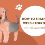 How to Train a Welsh Terrier?