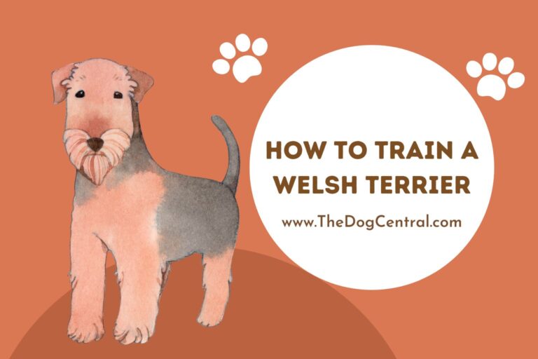 how to train a Welsh Terrier