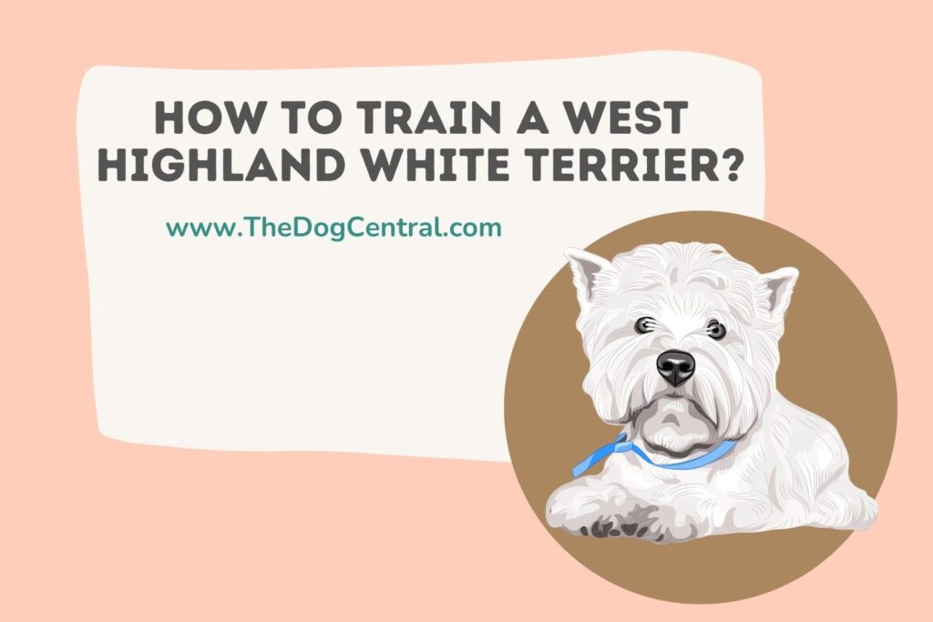 How to Train a West Highland White Terrier? The Dog Central