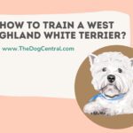 How to Train a West Highland White Terrier?