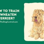 How to Train a Wheaten Terrier?