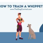 How to Train a Whippet?
