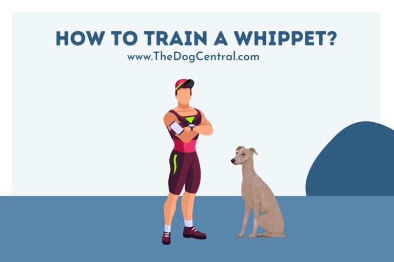 how to train a Whippet