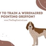 How to Train a Wirehaired Pointing Griffon?