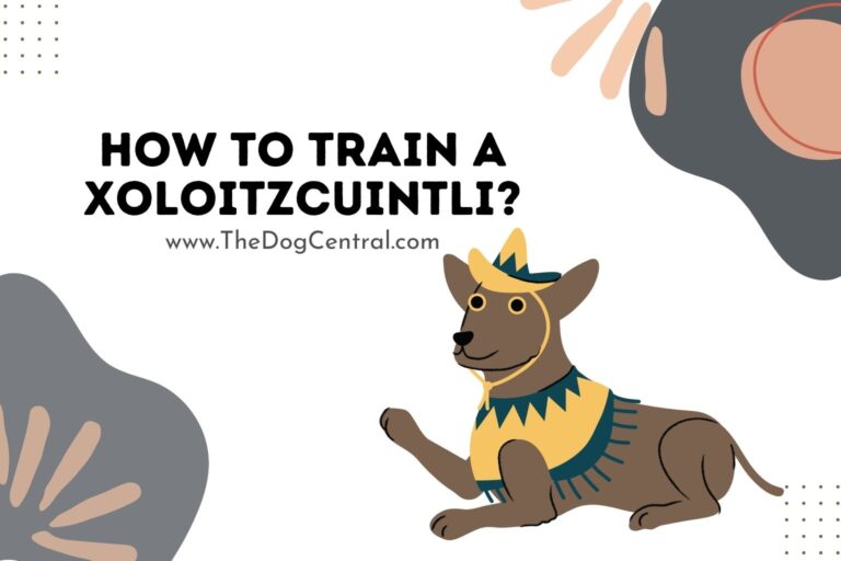 how to train a Xoloitzcuintli