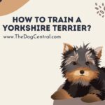 How to Potty Train a Yorkshire Terrier?